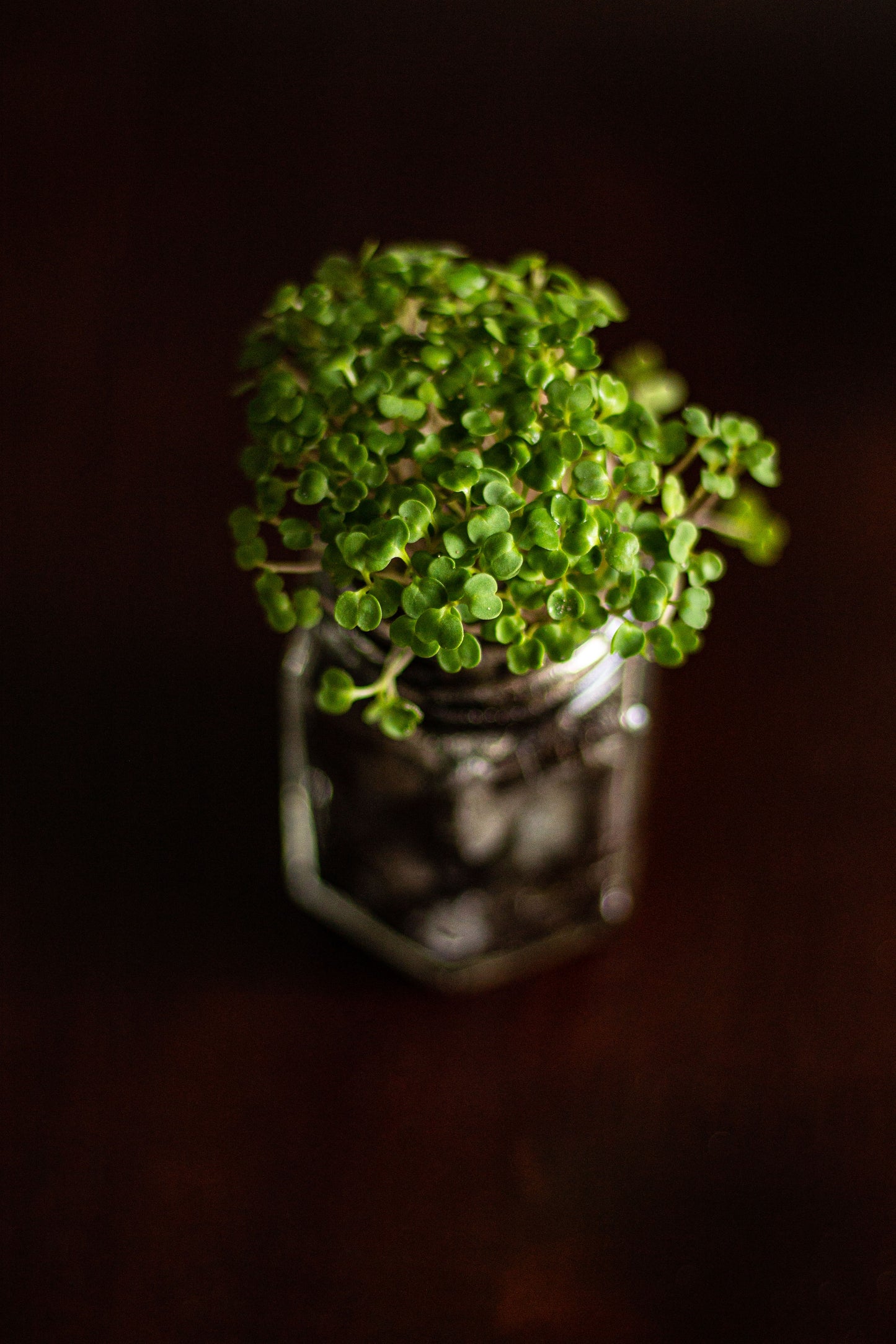 Micro Green Art Sculpture
